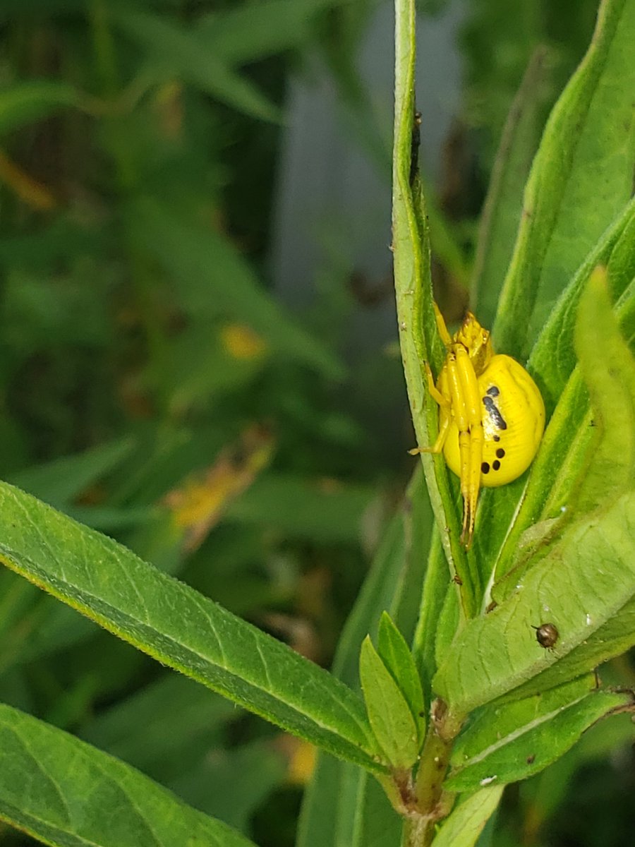 HawksGirl815's tweet image. Can someone please help me identify this spider? Can&apos;t find anything on Google. #spider #yellowspider #helpidentify #ID