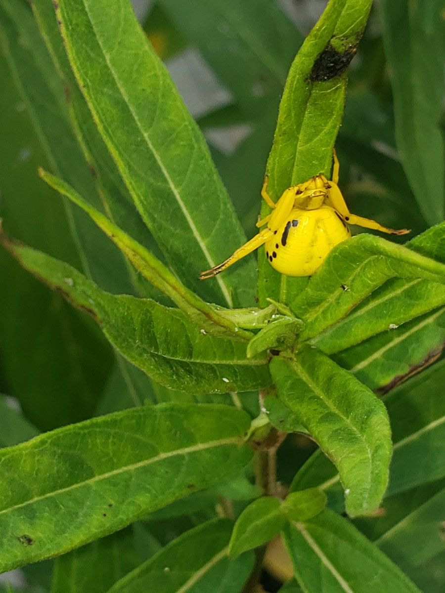 HawksGirl815's tweet image. Can someone please help me identify this spider? Can&apos;t find anything on Google. #spider #yellowspider #helpidentify #ID