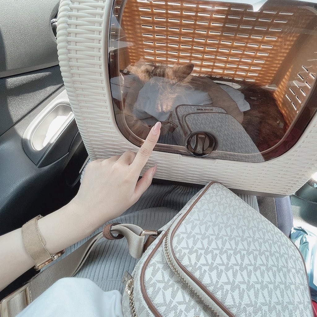 nnmeow_'s tweet photo. 昨日は久々にイヴちゃんの病院でした🏥
暴れなくてえらかったけど、嫌だったのか診療終わってキャリーケース開けたら速攻中に入ってった😹頑張ったね！ https://t.co/GrSuHEVUg2