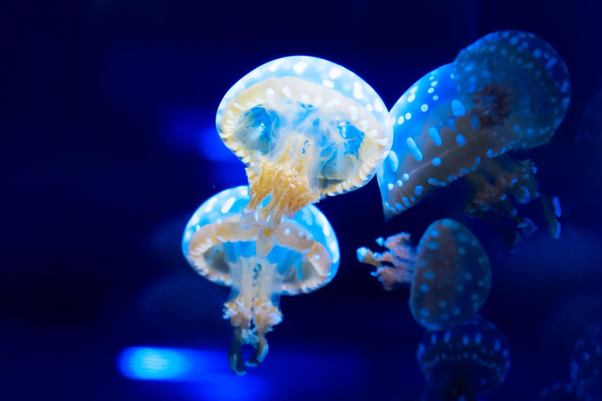 水族館が好き