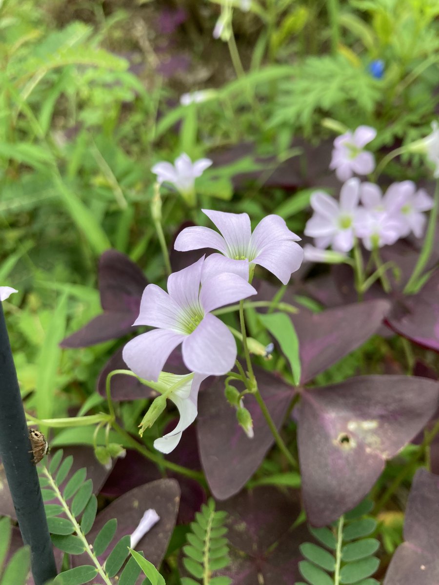 Mimatu Housing 散歩で見かけた花 今日がで8月最終日 お花 季節の花 花壇 はなまっぷ 府中 不動産 賃貸 おうち探し 多摩 武蔵野 東京 売買 三松ハウジング Mimatu Housing 散歩で見かけた花 今日がで8月最終日 お花 季節の花 花壇 はなまっぷ 府中 不動産 賃貸 おうち探し 多摩 武蔵野 東京 売買 三松ハウジング