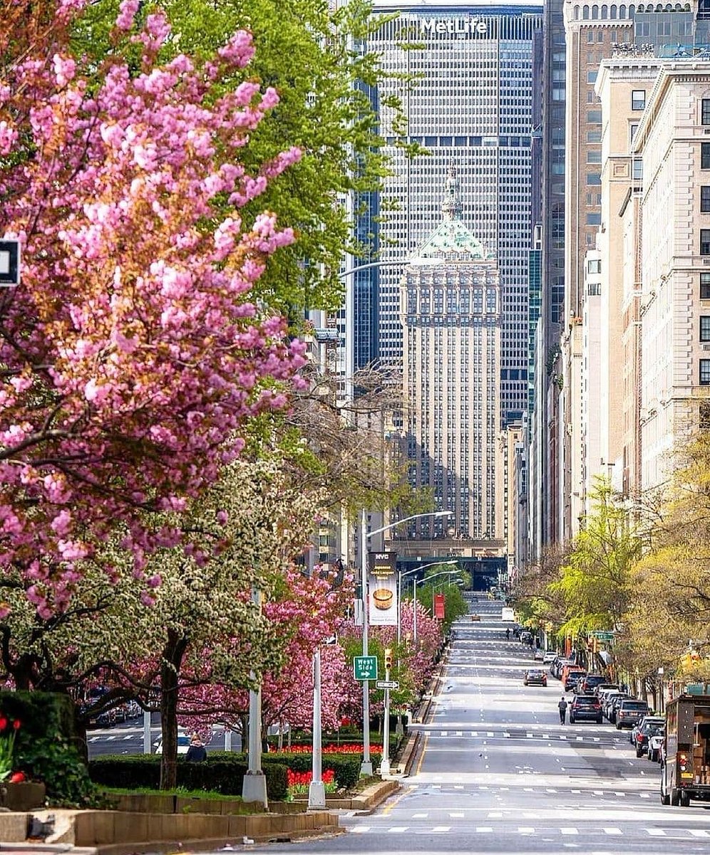 Piano_Joe's tweet photo. A view looking up #parkavenue. #treesinbloom https://t.co/8UjMYbYE6r