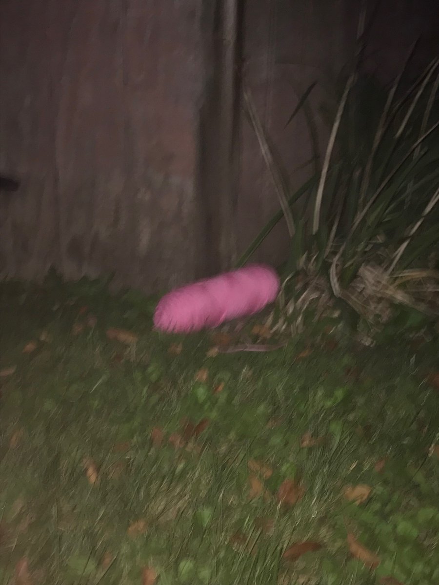 Kaz Fiasco tweet media