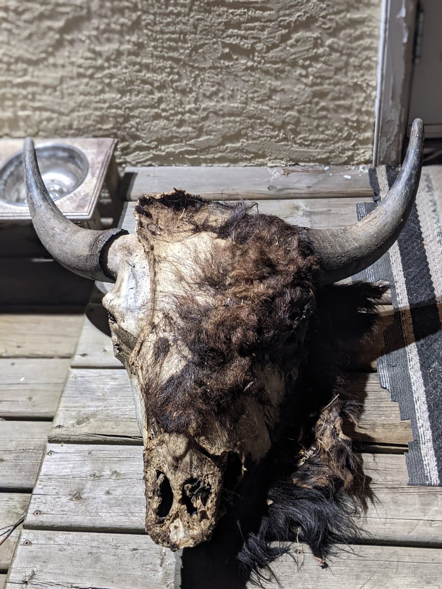 CoreyNine0HTWO's tweet photo. Cleaning up Nicely! #BisonSkull #Medicine #Learning @TheBullWrestler @FightFanDoyle @VanessaBorquez 👊🏾 https://t.co/AvavSSQdzh
