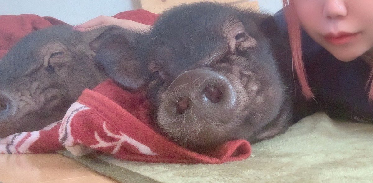 WuFu_0224's tweet photo. おはようばなな☀️🍌あげたあと３匹（？）ならんでごろごろ🐽🐽🐽こうみるとやっぱり似てて改めて兄妹だな〜と₍ ᐢ.  ̫ .ᐢ ₎💕

#マイクロブタ #WuFu 🐽 https://t.co/NRO6ElA5bo