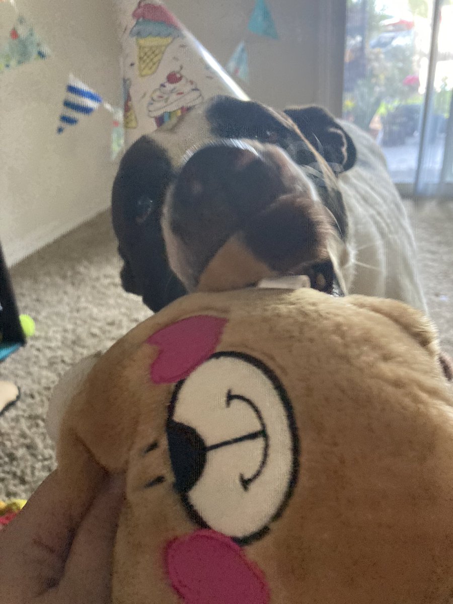 SBrownReports's tweet photo. Happy one year adopt-a-versary, Miles! https://t.co/HVC4O7EVMn