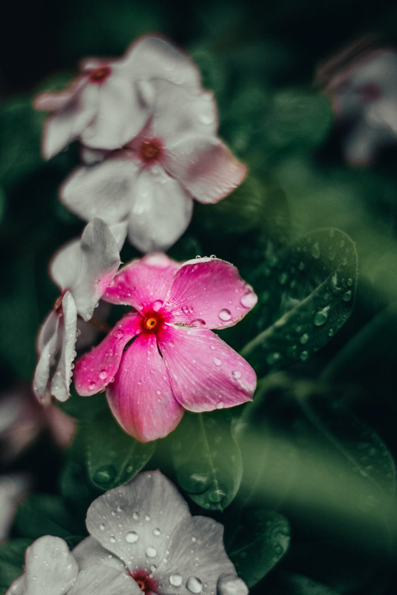 More lovely #nature #photooftheweek by Alec F. 🥀 Matthew V. 🐚 and Noah P. 🌷