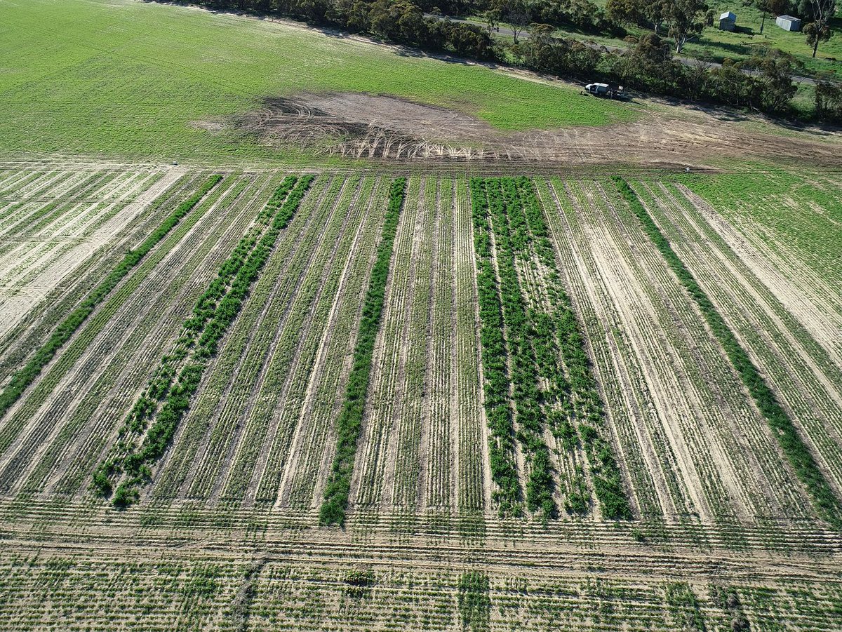 MsfMallee's tweet image. LUCERNE IS THE HERO when it comes to drying the profile of seep prone sands.
Data shows lucerne treatments are much drier than the other tactics.
More info at &quot;The Leak&quot; bit.ly/2WAtICS @Moodie_ag
#MSFProjects #MalleeSeeps #Lucerne
