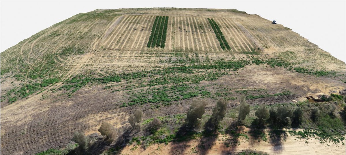 MsfMallee's tweet image. LUCERNE IS THE HERO when it comes to drying the profile of seep prone sands.
Data shows lucerne treatments are much drier than the other tactics.
More info at &quot;The Leak&quot; bit.ly/2WAtICS @Moodie_ag
#MSFProjects #MalleeSeeps #Lucerne