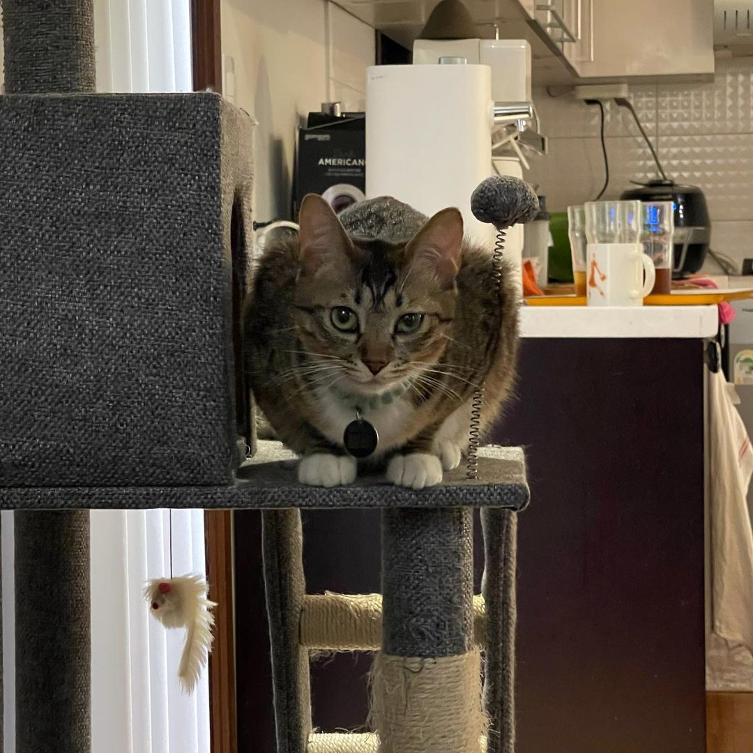 wgs_ivyy's tweet photo. #WGRAM — @ 𝗺𝗼𝗼𝗻𝗶𝘃𝘆's update ::
Bombi pediu para a mamãe tirar fotos dela com sua piscadinha GAtal ㅋㅋㅋ
Já fazia tempo desde que postei meus bichinhos aqui. https://t.co/j5jrr6l7vj