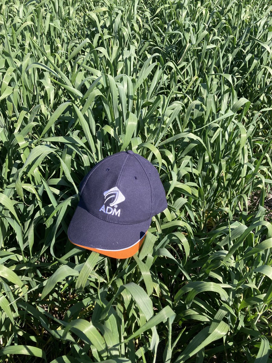 Michael Vaughan (@inchman007) on Twitter photo Great to chat with <a href="/dburner996/">Peter Waddell</a> on farm today. Nice looking crop of Bourlag Wheat, 30mm rain and will be a ripper. Sorghum fallow primed as well for a spring plant 🌾🌱😎 <a href="/ADMaustralia/">ADM Australia</a> Great to chat with <a href="/dburner996/">Peter Waddell</a> on farm today. Nice looking crop of Bourlag Wheat, 30mm rain and will be a ripper. Sorghum fallow primed as well for a spring plant 🌾🌱😎 <a href="/ADMaustralia/">ADM Australia</a>