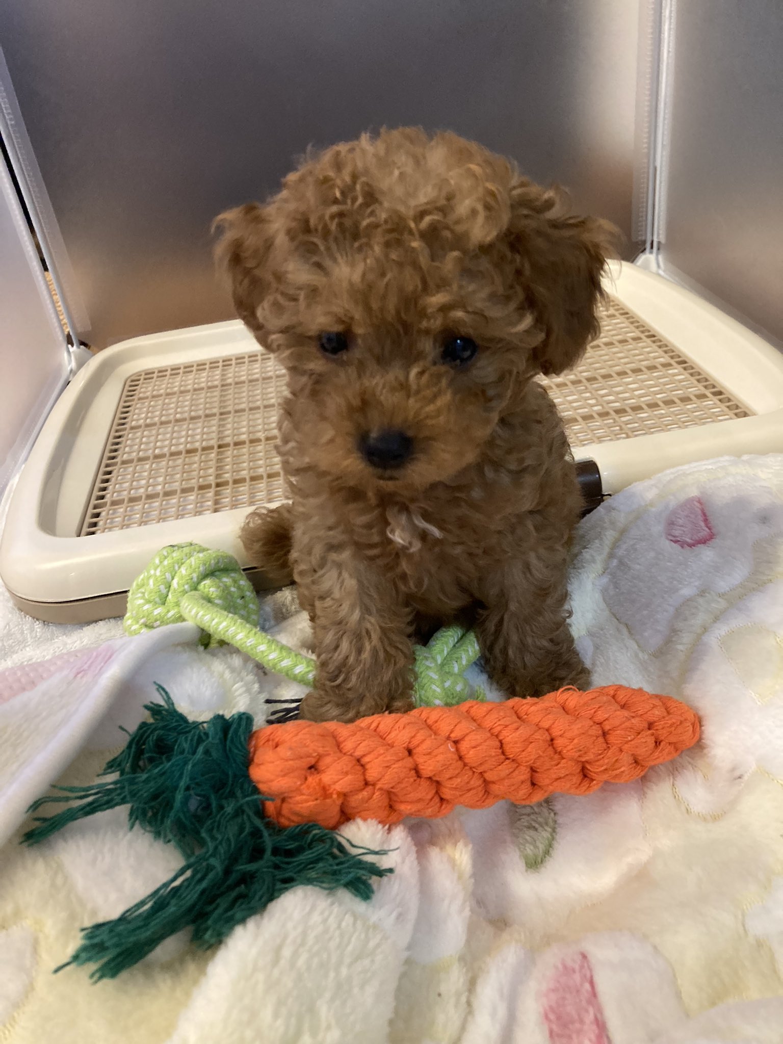 トイプードルの赤ちゃん Twitter Search Twitter