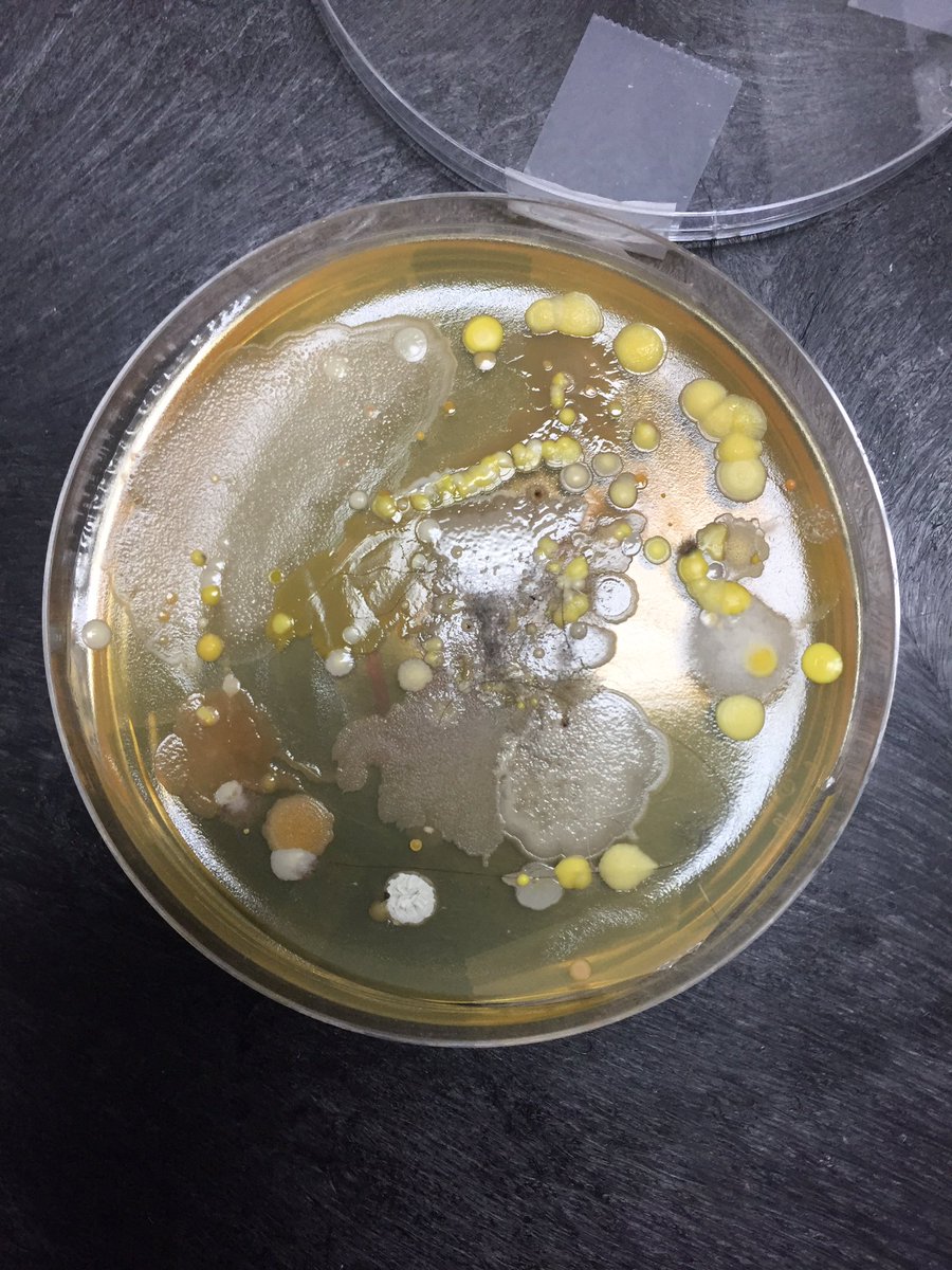 @Mr.Graves tweet media