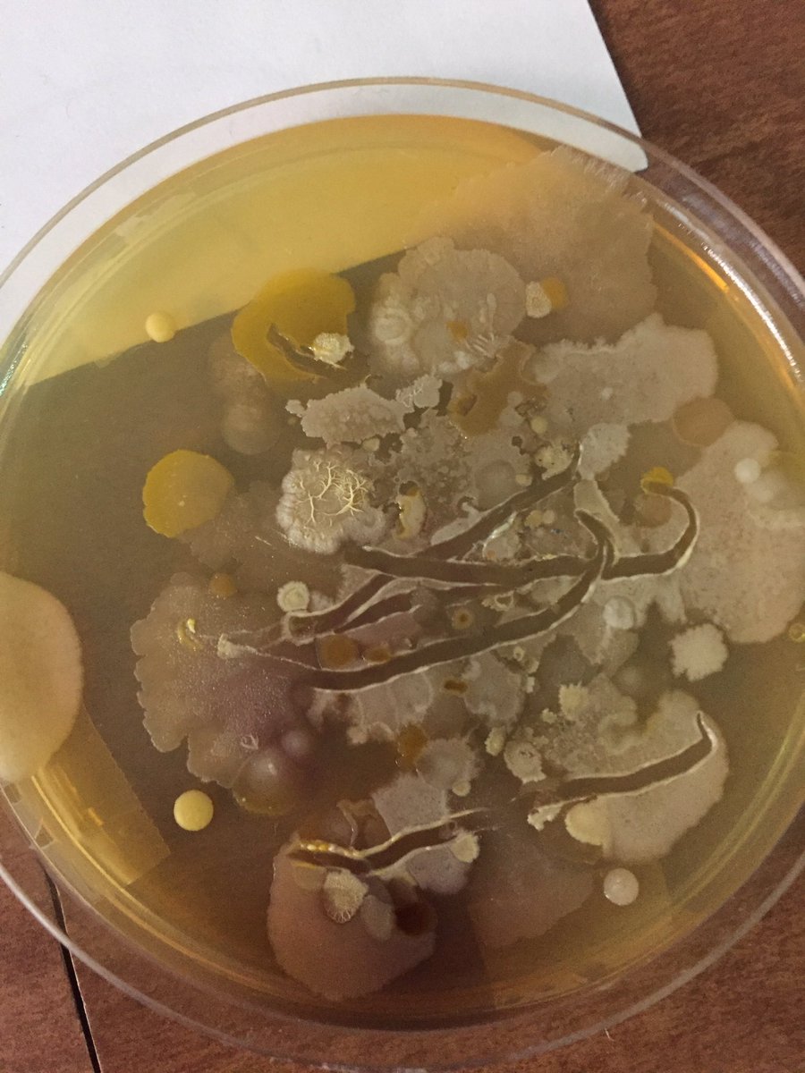 @Mr.Graves tweet media