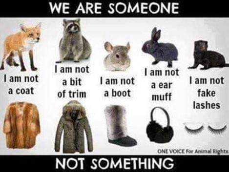 PrancerPaw's tweet photo. #WearYourOwnSkin #NotFur these animals are NOT your wardrobe or eyelashes! It's #BloodFashion and #ItsNotFashionItsViolence #FurHag Be #FurFree and #CrueltyFree 🚫 #AB44 https://t.co/KIzTMif7Qo
