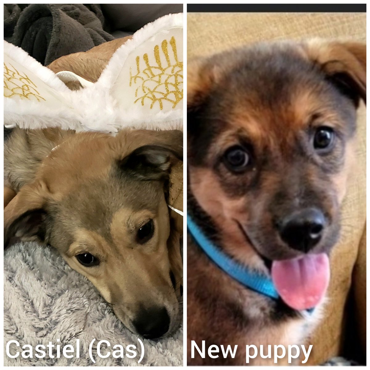 lizevel88's tweet photo. @mishacollins I am adopting a dog on Saturday. My dog now is named Castiel (Cas for short) and I am trying to come up with a name for the new girl puppy. Suggestions?! https://t.co/rqYuuJv1VN