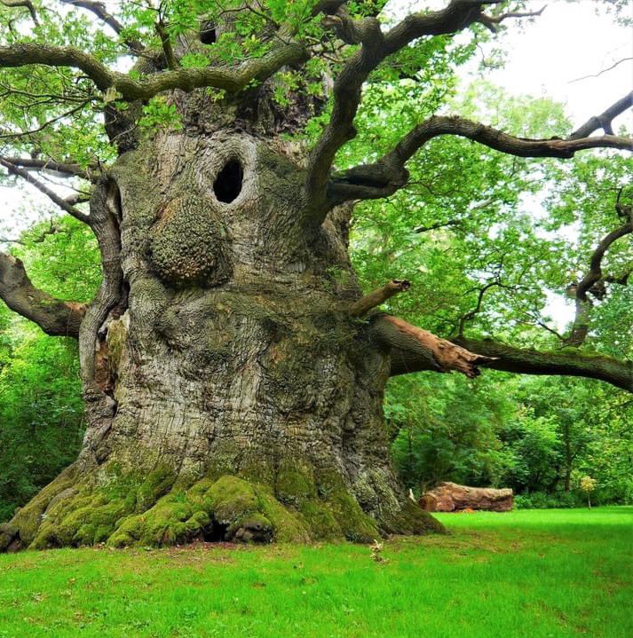 The Majesty Oak in Fredville Park, Nonington, England is estimated at around 800 years old 🌳

It is one of the biggest oaks in the UK having a girth of over 40 feet and a height of over 61 feet 🌳

#thicktrunktuesday