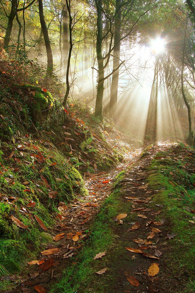 R_Ahmed32's tweet photo. Good morning everyone. 
#nature #NaturePhotography https://t.co/Ixjlmid0mt
