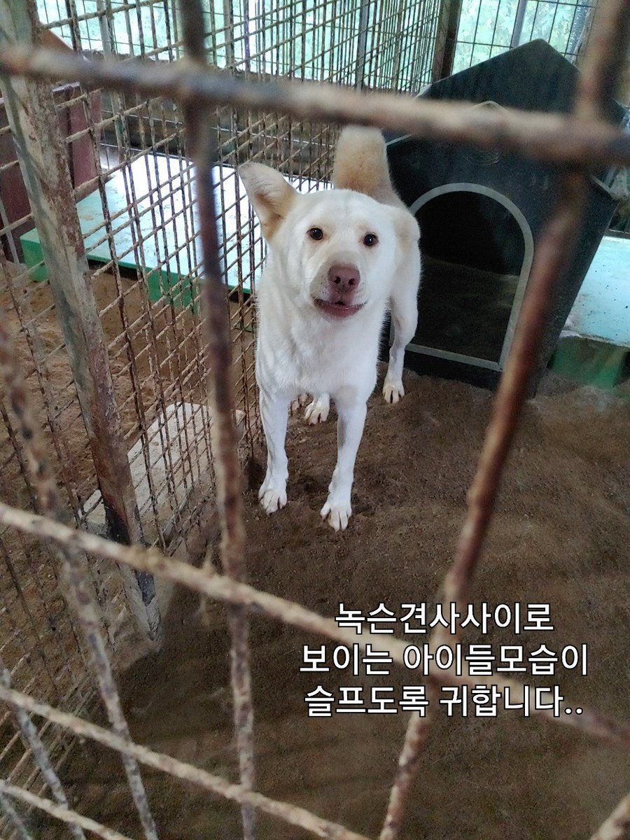 ※※※ 공사비 모금이 모이지 않아 아이들 부숴진 견사공사를 시작할수가 없습니다 ㅜㅜ 릴레이 모금 도움좀 주세요 제발요 ㅜㅜ ※※※

cafe.naver.com/pajupetlove/10…