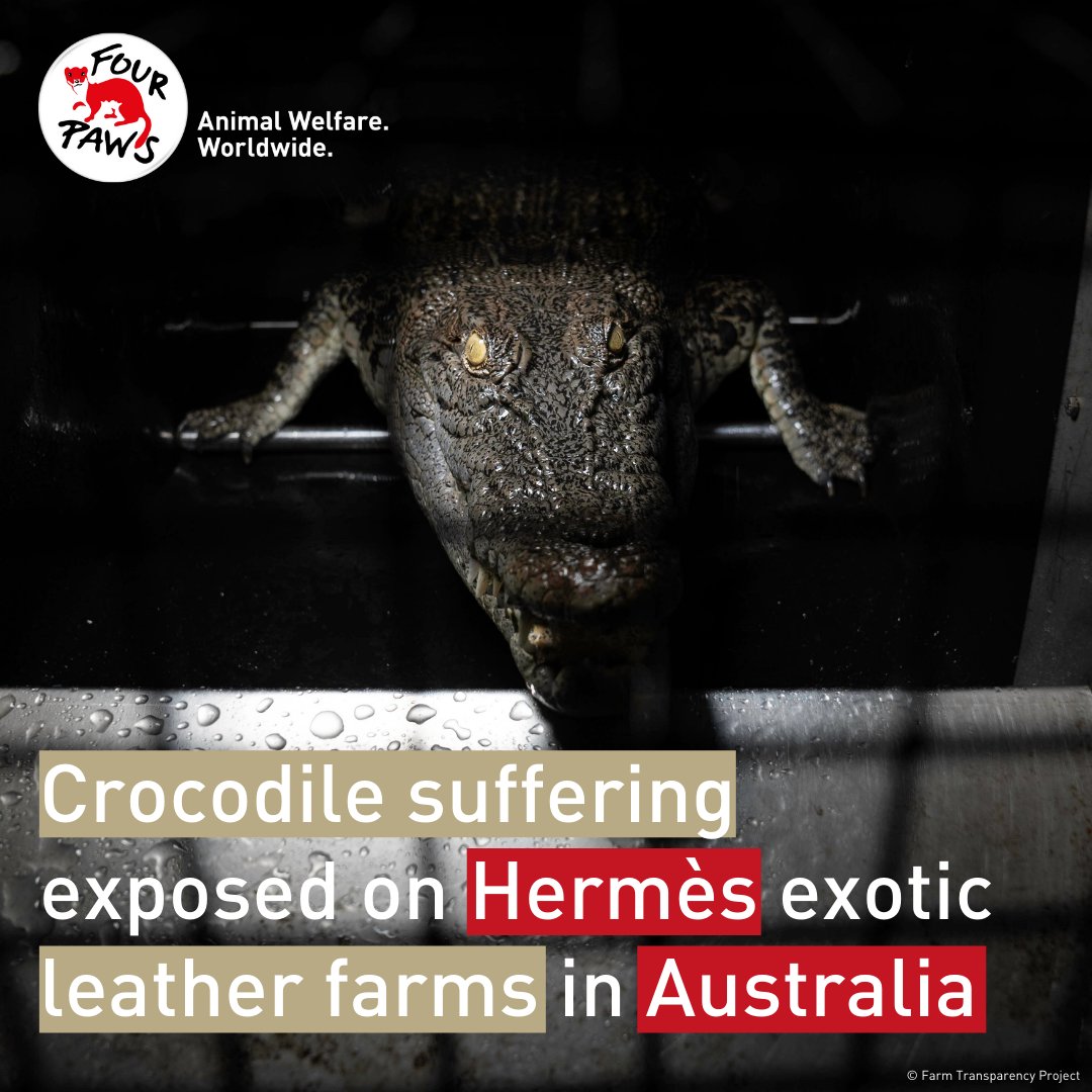 #SHOCKING exposé of luxury fashion brand #Hermès' #crocodile farms in #Australia aired at @Channel10AU's @theprojecttv and as part of the @kindnessprojorg, reveals immense animal suffering for #ExoticLeather. #theprojecttv

#Leather is #cruel. 

© Farm Transparency Project