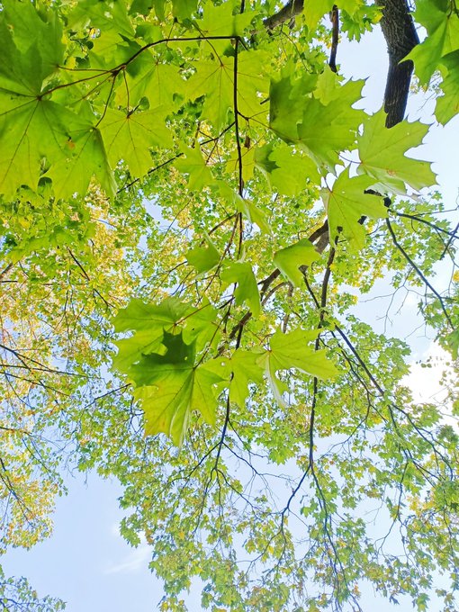 Autumn 🍁 https://t.co/Z2WSDj3obB<a href="/tag/onmfc"class="tags"><span>#onmfc</span></a>