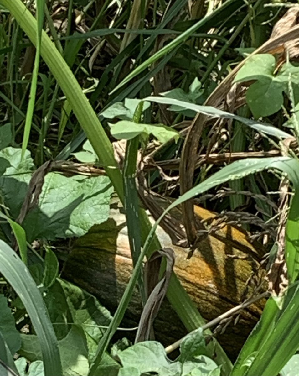TheWittyFarmer's tweet photo. The #pumpkins are coming…

#pumpkin #pumpkinpatch #fall #agtwitter https://t.co/YFdXyTLcRd