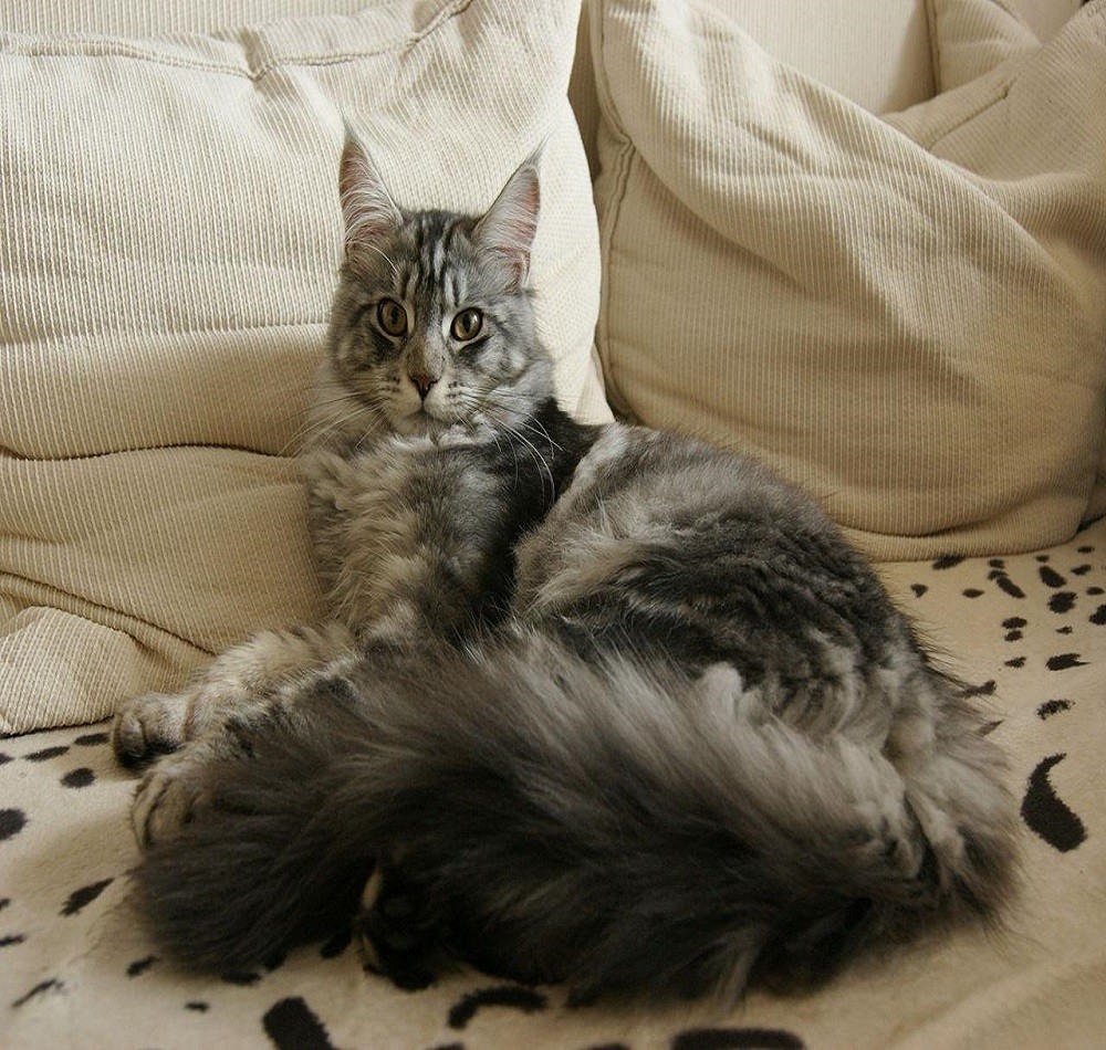 BBseelo's tweet photo. Maine Coon Cats: Everything You Need To Know 
Bseelo - Simple Pet's Necessities

Bseelo - Simple Pets Neccessities
Buy your pets' stuff @ https://t.co/uNFtWuKOV8
Follow, Tag, and Share. 
#MCICHE #catslover #cats #dogs https://t.co/yJLsnw66wf