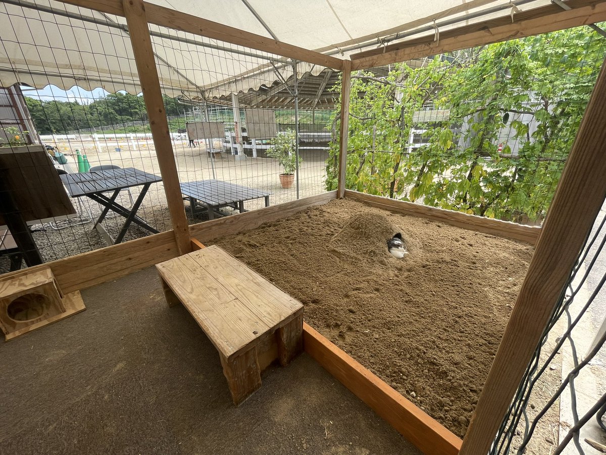コルノくん さんさん牧場 うさぎさんの運動場がリニューアル 半分はマットの運動場 半分は素敵な砂場になりました うさぎさんたちも大喜び 走り回ったり砂掘ったり ひんやり砂場で涼んだり 楽しんでくれてるよ