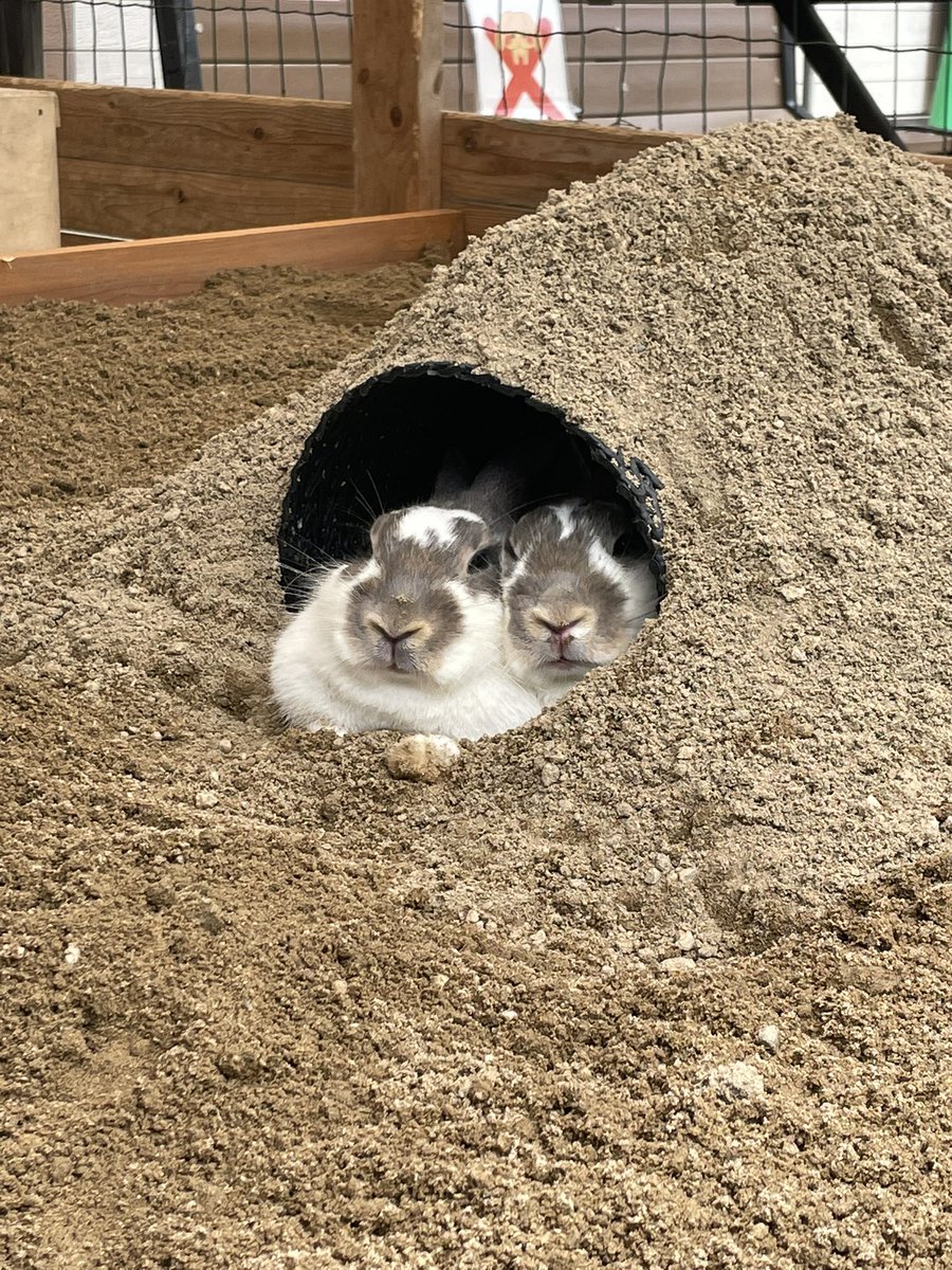 コルノくん さんさん牧場 うさぎさんの運動場がリニューアル 半分はマットの運動場 半分は素敵な砂場になりました うさぎさんたちも大喜び 走り回ったり砂掘ったり ひんやり砂場で涼んだり 楽しんでくれてるよ