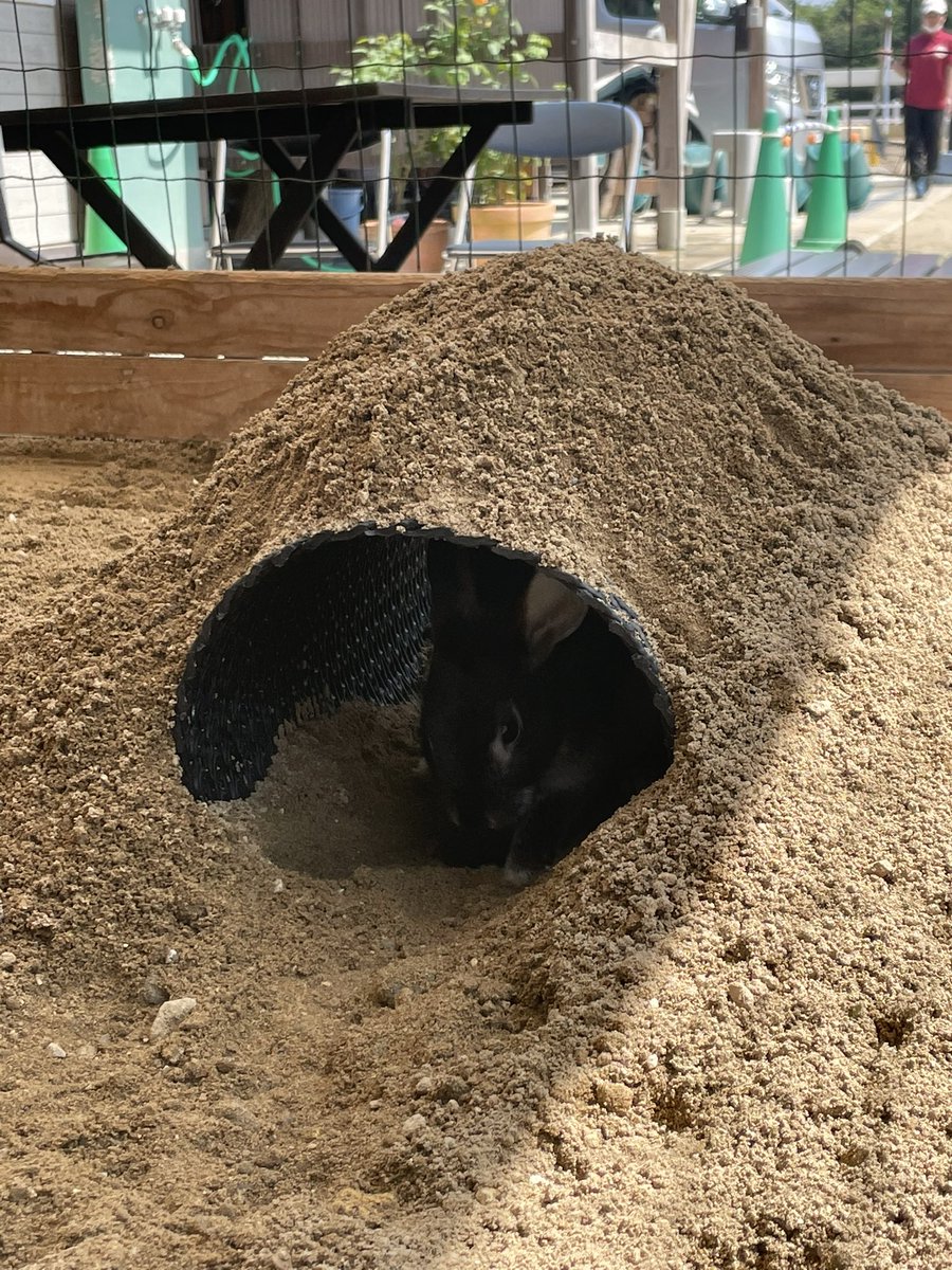 コルノくん さんさん牧場 うさぎさんの運動場がリニューアル 半分はマットの運動場 半分は素敵な砂場になりました うさぎさんたちも大喜び 走り回ったり砂掘ったり ひんやり砂場で涼んだり 楽しんでくれてるよ