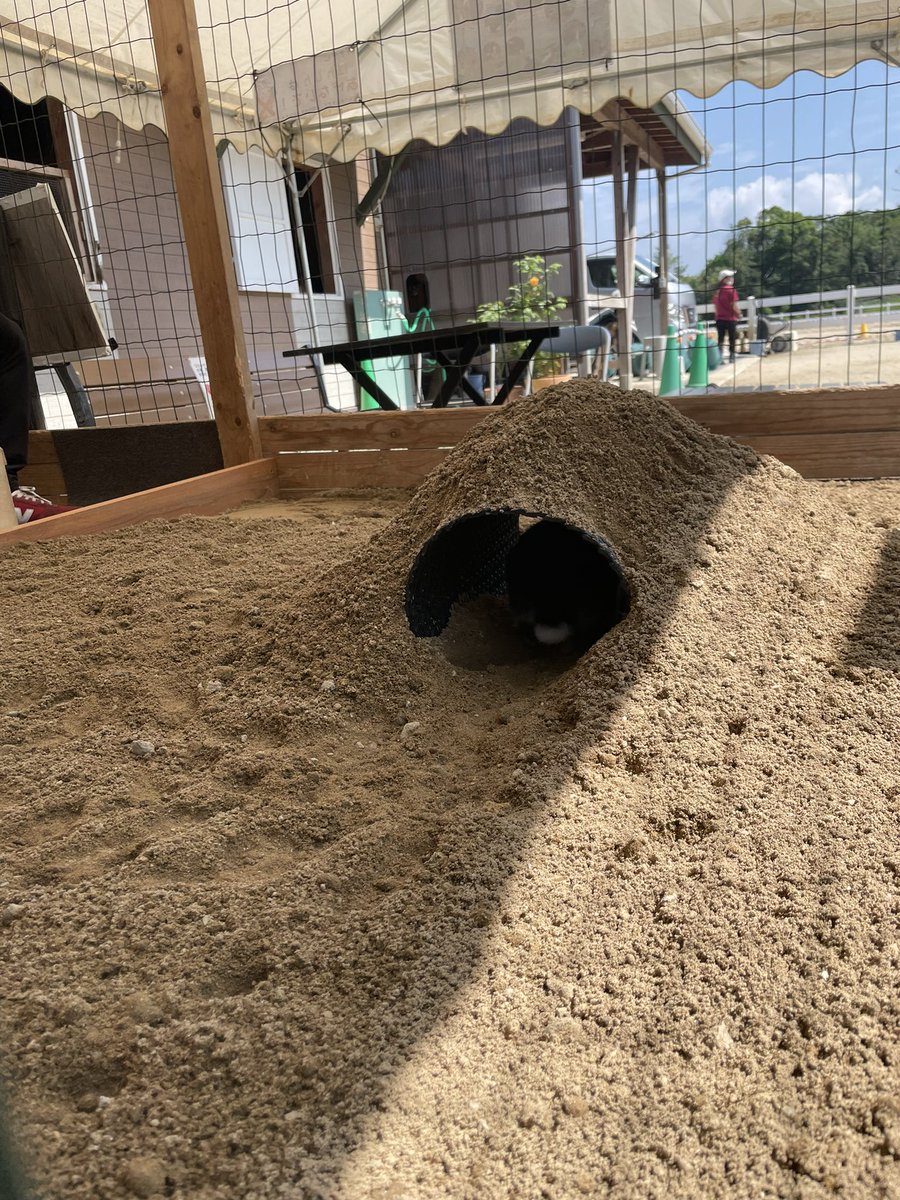 コルノくん さんさん牧場 うさぎさんの運動場がリニューアル 半分はマットの運動場 半分は素敵な砂場になりました うさぎさんたちも大喜び 走り回ったり砂掘ったり ひんやり砂場で涼んだり 楽しんでくれてるよ