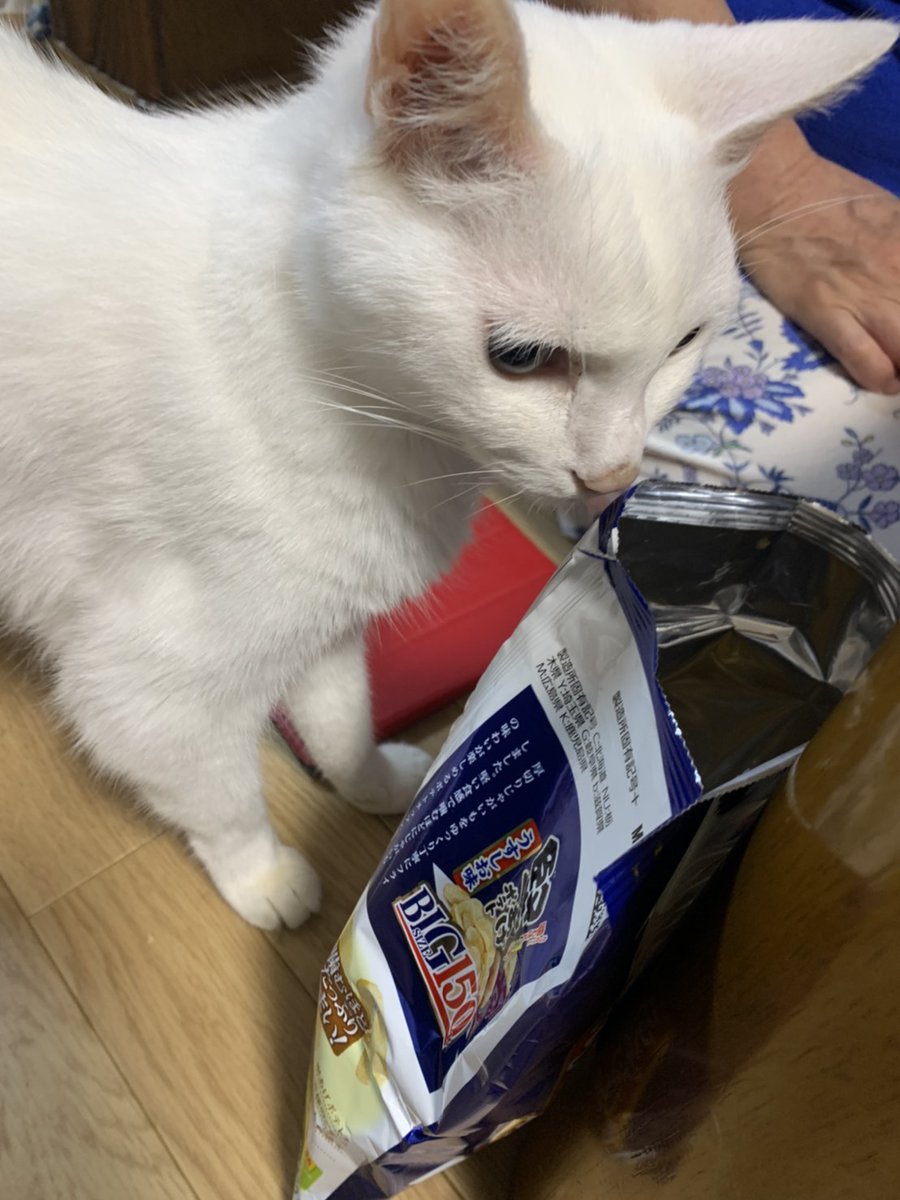 白猫ミルコ (@mirko_cat) / Twitter