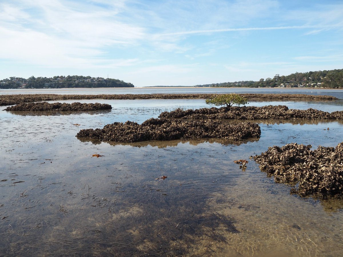 The Marine Diaries (@themarinediary) on Twitter photo Australian #oysterreef habitat has declined drastically since pre-colonisation times. Our focus is studying the funamendal #ecology of our remnant oystereefs in order to provide guidelines for future #restoration efforts <a href="/GribbenLab/">Gribben Lab</a> gribbenlab.org Australian #oysterreef habitat has declined drastically since pre-colonisation times. Our focus is studying the funamendal #ecology of our remnant oystereefs in order to provide guidelines for future #restoration efforts <a href="/GribbenLab/">Gribben Lab</a> gribbenlab.org