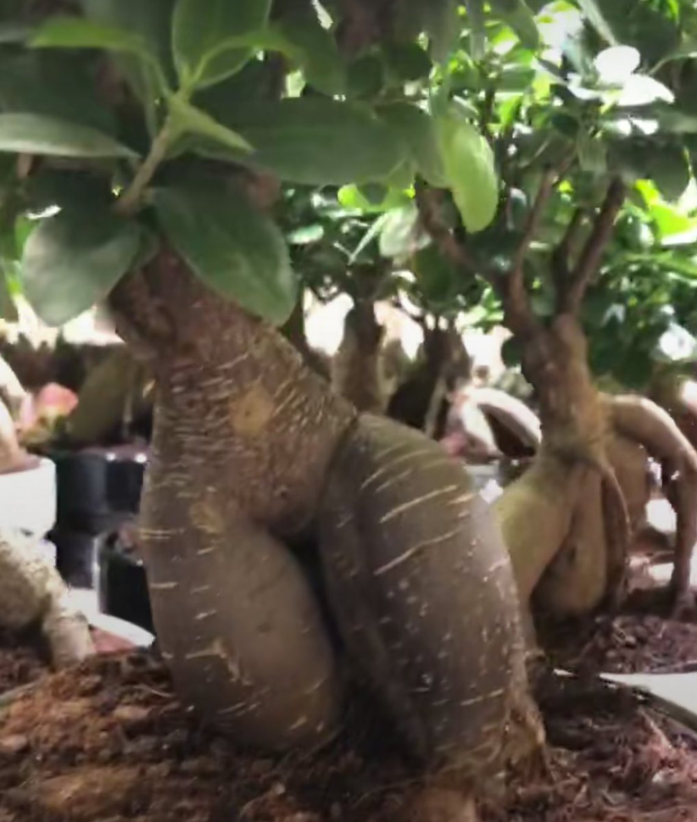 fagadarchive's tweet photo. Thicc trees https://t.co/lgOUer45Jt
