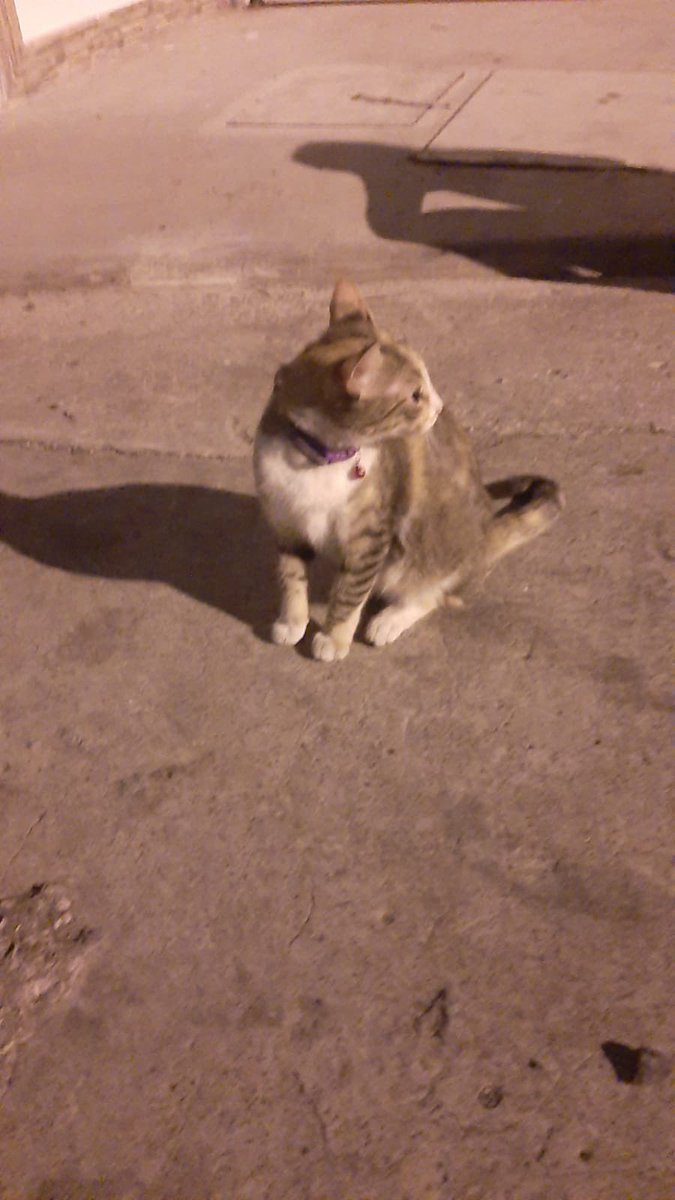 iveleza's tweet photo. @AlertaMePerdi hola quiero reportar un gato encontrado en Lomas de Urdesa. Tiene collar. https://t.co/2KiK4CBxFy