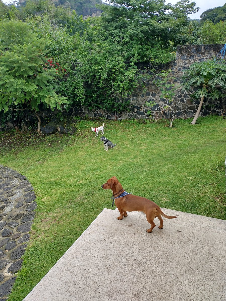 MarianaHNL's tweet photo. @PetcoMexico Tepoztlán 🥰 https://t.co/EtvCebLWVa