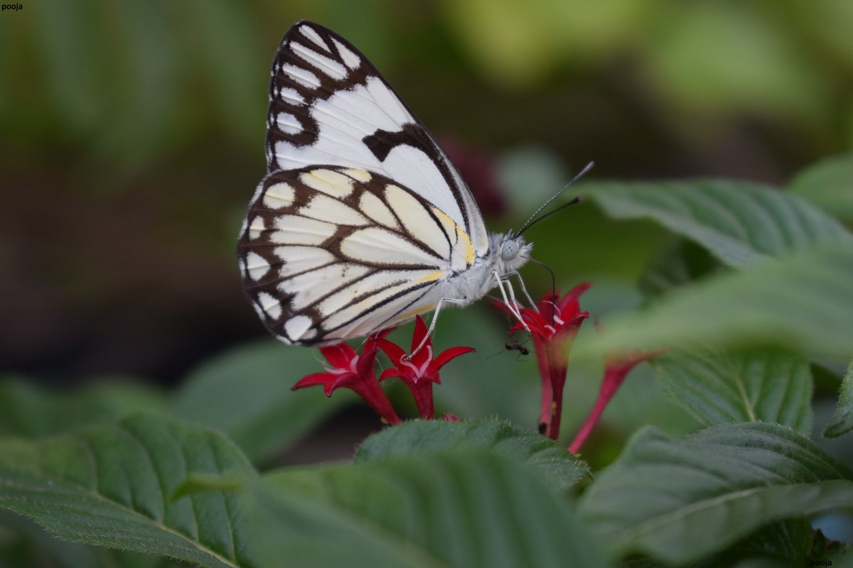 #TitliTuesday by #IndiAves  
#ThePhotoHour #WorldofWilds #WaytoWild #BBCWildlifePOTD  #PhotoOfTheDay #tuesdayvibe #TwitterNatureCommunity #nature #butterfly #insects #tuesdayvibe