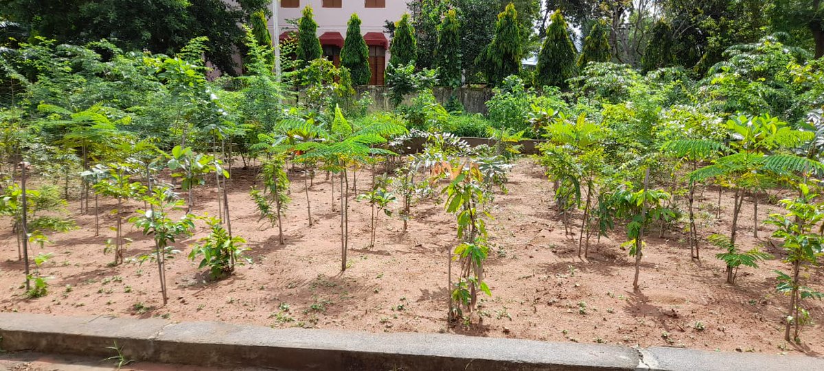 NAYAGARH FOREST DIVISION (@forestdivision) on Twitter photo Plantation in Miyawaki technique taken up by Nayagarh Forest Division in the campus of Civil court, Odagaon.
Aim is to recreate natural Forest.
# concept of high density plantation.
<a href="/pccfodisha/">PCCF & HoFF Odisha</a>
<a href="/CMO_Odisha/">CMO Odisha</a>
<a href="/ForestDeptt/">Odisha Forest, Env. and Climate Change Department</a>
<a href="/sandeepifs/">Sandeep Tripathi, IFS</a>
@SahuSwetaleena Plantation in Miyawaki technique taken up by Nayagarh Forest Division in the campus of Civil court, Odagaon.
Aim is to recreate natural Forest.
# concept of high density plantation.
<a href="/pccfodisha/">PCCF & HoFF Odisha</a>
<a href="/CMO_Odisha/">CMO Odisha</a>
<a href="/ForestDeptt/">Odisha Forest, Env. and Climate Change Department</a>
<a href="/sandeepifs/">Sandeep Tripathi, IFS</a>
@SahuSwetaleena
