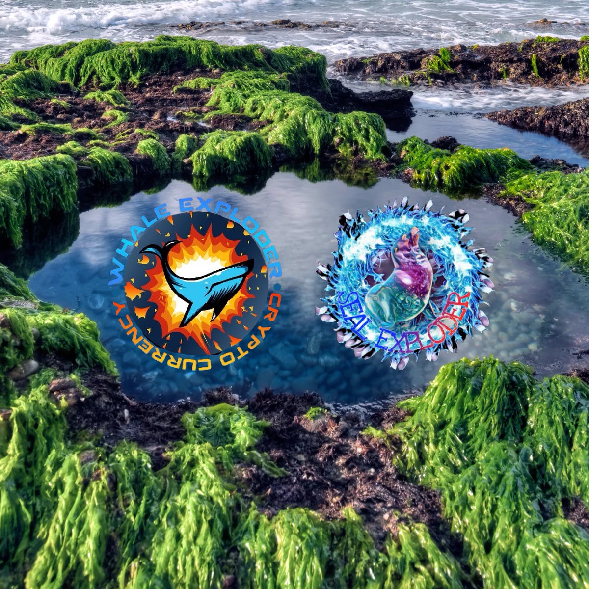 First WHEXcosystem tide pool live now on pancake swap! Swap WHEX for SLEX at a 2:1 rate with no tokenomics! 

LP details here:
bscscan.com/address/0x0eea…

<a href="/SealExploder/">Seal Exploder</a> <a href="/PancakeSwap/">PancakeSwap</a> 
#tidepool #whexcosystem