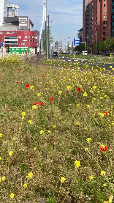 Rini Biemans tweet media