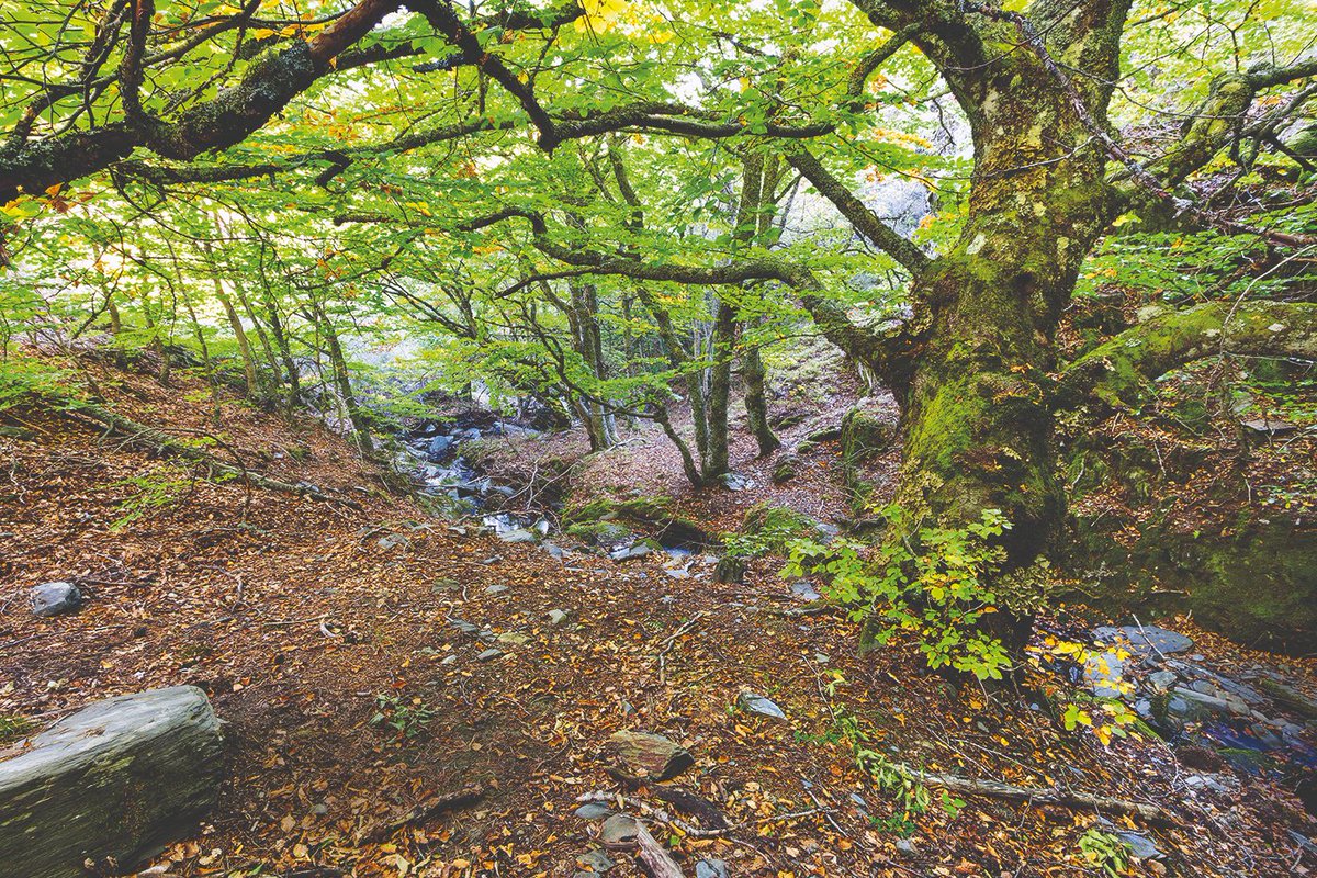 Una provincia conocida por sus hoces y sus lagunas color turquesa, que ofrece desde vestigios rupestres hasta la mejor miel de lavanda del mundo, pasando por laberinto subterráneos. ¡Descúbrela!👇

viajes.nationalgeographic.com.es/a/gran-viaje-q…