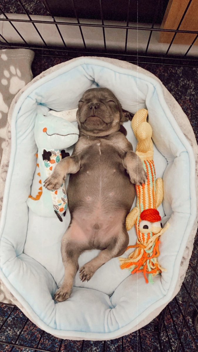 caldwellwindows's tweet photo. Meet Puppy Caldwell…

Frank is our newest member at Caldwells🤣💙 https://t.co/xmq3SezDbJ