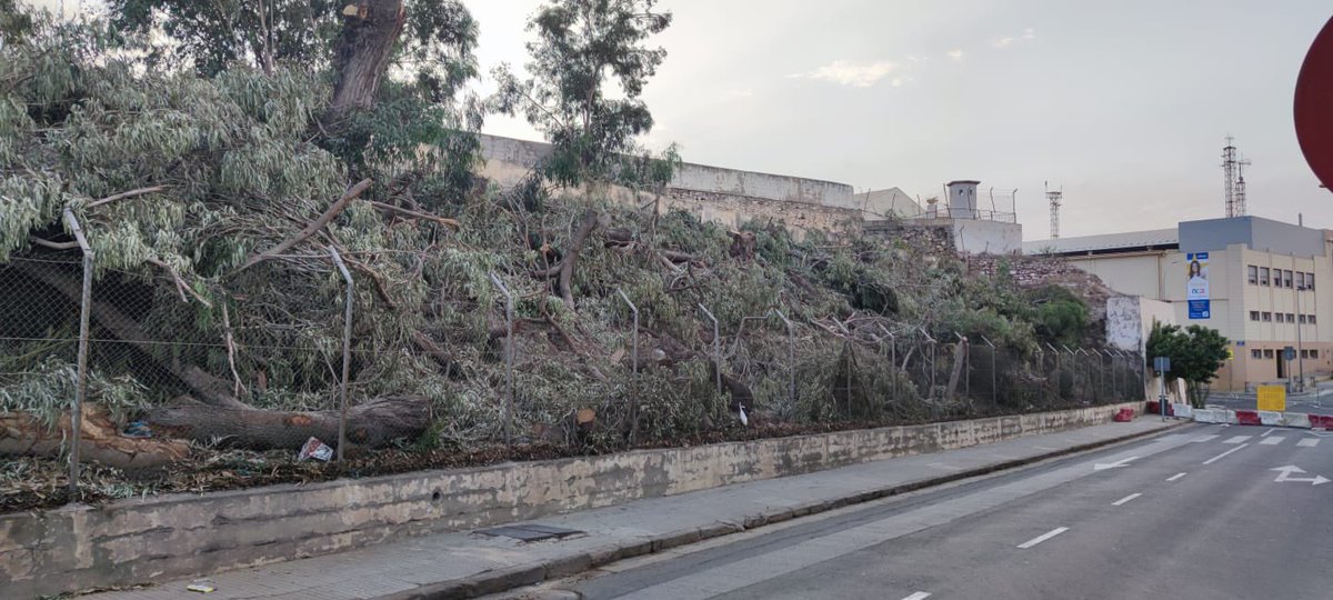 MelillaConBici's tweet photo. @InfraestMelilla @Bussi_za @cpmelilla ¿Destruir arboleda y ampliar carriles para el tráfico motorizado es la idea de #PGOUML? @MedioAmbienteML @hmohat01 ¿Qué propone #PMUSML? https://t.co/e99iHL134I