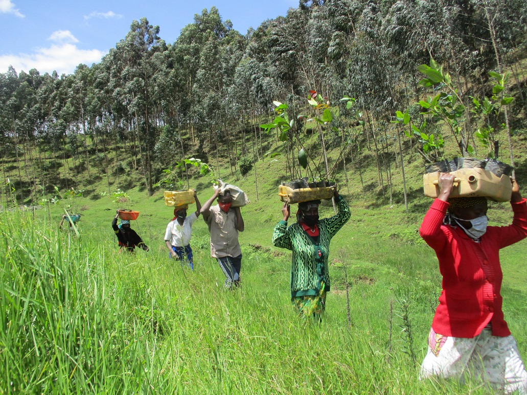 Gishwati-Mukura National Park (@gishwati_mukura) on Twitter photo Have you heard about the restoration programme for Gishwati-Mukura National Park?
Learn how the community is working with <a href="/FHA_Rwanda/">Forest of Hope (FHA)</a> and <a href="/WeAreWilderness/">Wilderness</a> to plant trees and grow seedlings.
#GreenRwanda
botswanaunplugged.com/17456/reforest… Have you heard about the restoration programme for Gishwati-Mukura National Park?
Learn how the community is working with <a href="/FHA_Rwanda/">Forest of Hope (FHA)</a> and <a href="/WeAreWilderness/">Wilderness</a> to plant trees and grow seedlings.
#GreenRwanda
botswanaunplugged.com/17456/reforest…