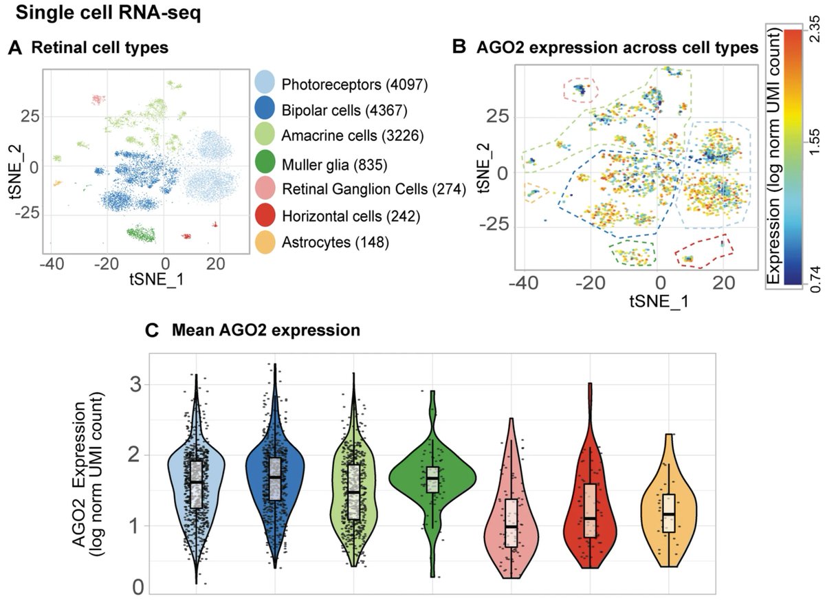 'Functional #microRNA targetome undergoes degeneration-induced shift in the #retina'

<a href="/joshchutan/">Josh Chu-Tan</a> <a href="/ANUClearVision/">Riccardo Natoli</a> <a href="/ourANU/">ourANU</a> <a href="/JCSMR/">John Curtin School of Medical Research, ANU</a> <a href="/UniCanberra/">University of Canberra</a> <a href="/QUBelfast/">Queen's University Belfast 🎓</a>

…arneurodegeneration.biomedcentral.com/articles/10.11…