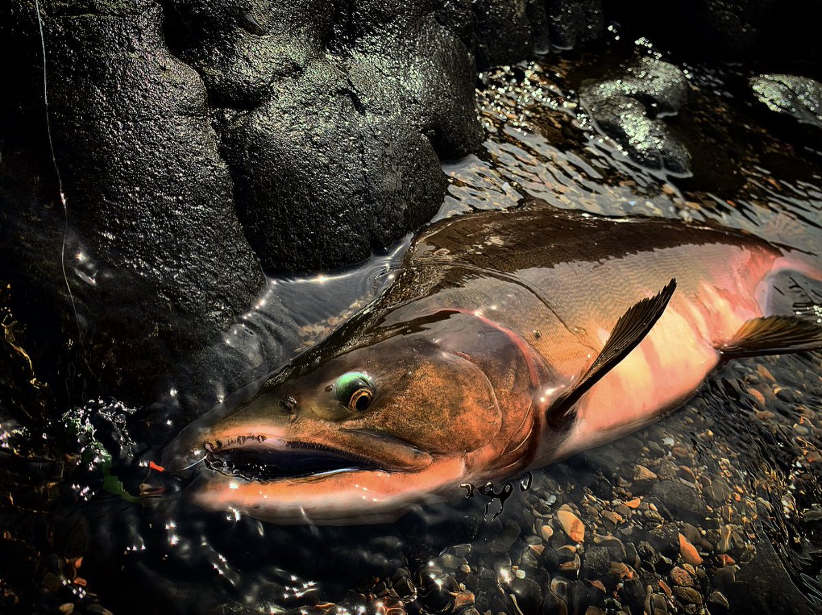 ピンクサーモン Twitter Search Twitter