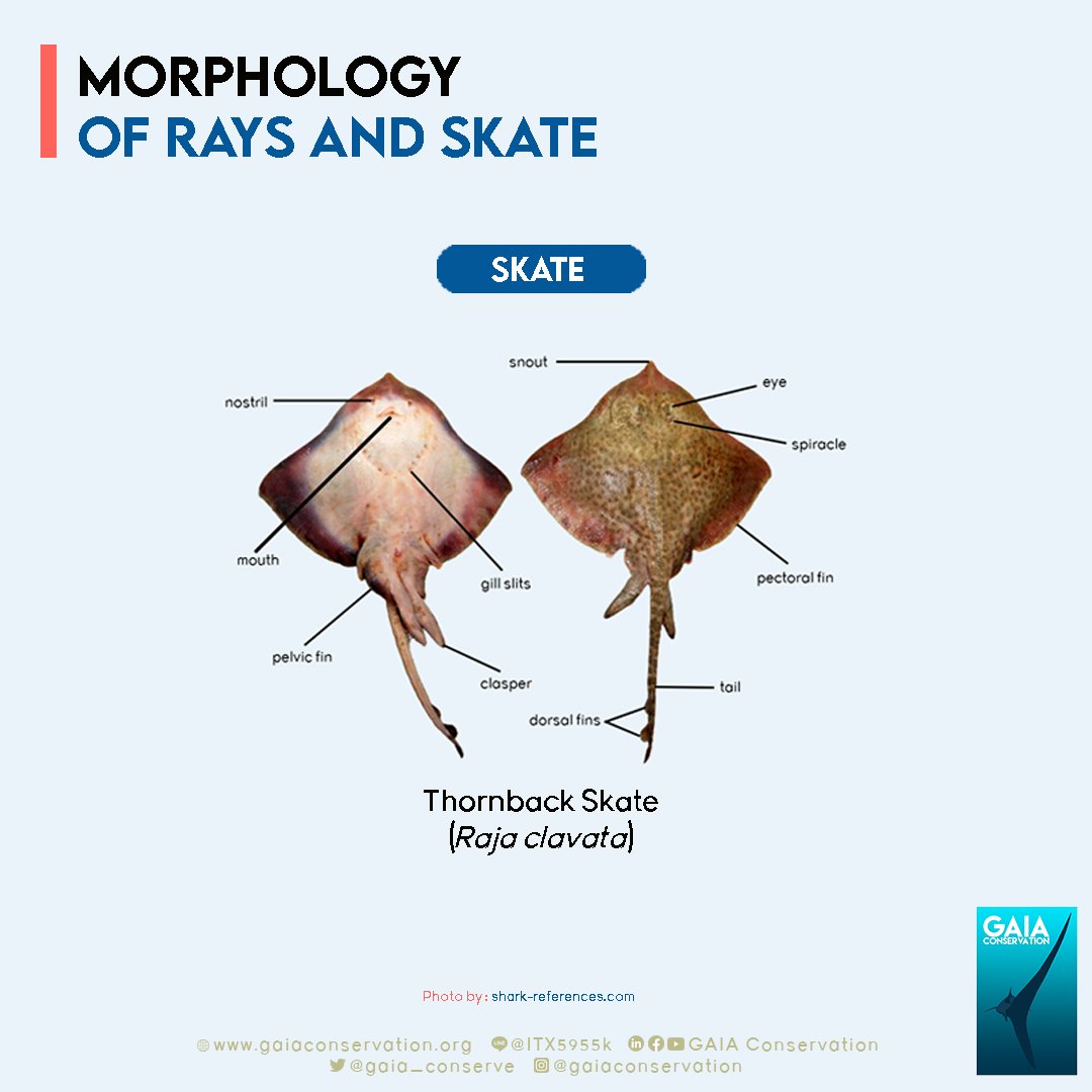 gaia_conserve's tweet photo. [RAYS &amp; SKATE]

The difference between rays and skate can be seen physically from the appearance or shape of their body structure, this is also called morphology.

Source: https://t.co/SZlyELj8by

Photo by: https://t.co/bKGDm6xdgG

#GAIAConservation
#Conservation
#RaysandSkates https://t.co/sKkWVtFaGy