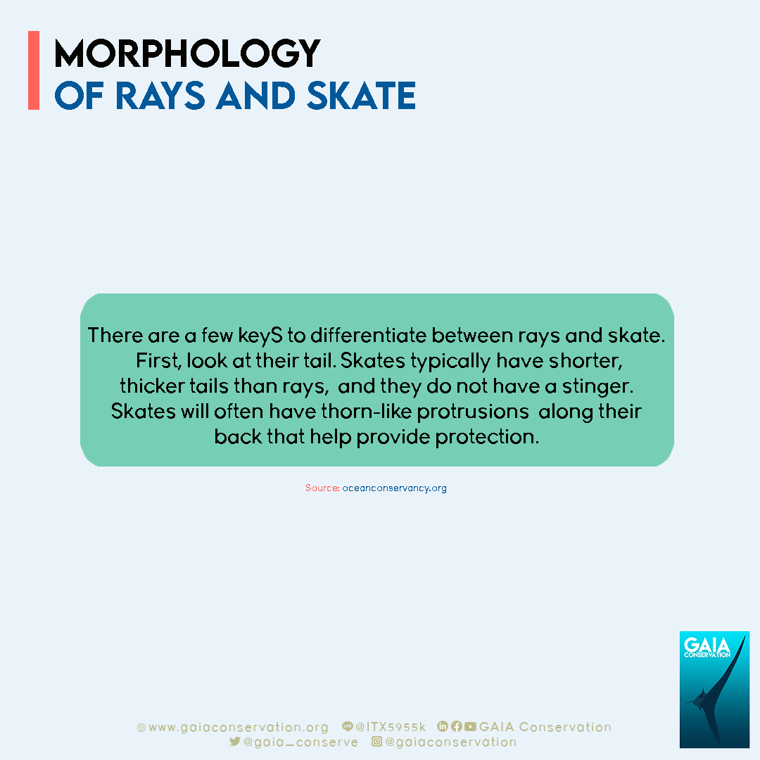 gaia_conserve's tweet photo. [RAYS &amp; SKATE]

The difference between rays and skate can be seen physically from the appearance or shape of their body structure, this is also called morphology.

Source: https://t.co/SZlyELj8by

Photo by: https://t.co/bKGDm6xdgG

#GAIAConservation
#Conservation
#RaysandSkates https://t.co/sKkWVtFaGy