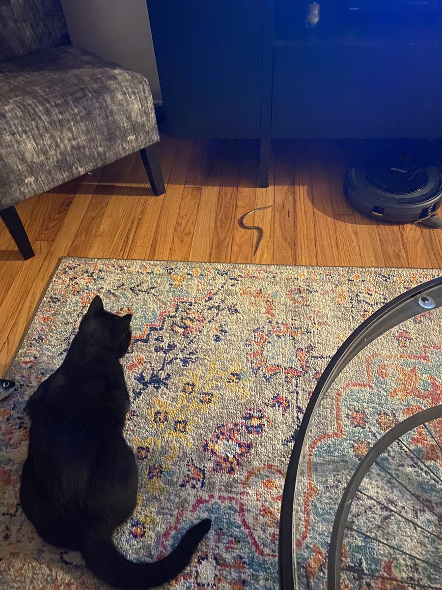 JillDever's tweet photo. My cat brought in a garden snake which hid under my @iRobot vacuum. Super impressed with the suction power but now I need a new one. 🐈‍⬛🐍🤣 https://t.co/BIH6giz6H4