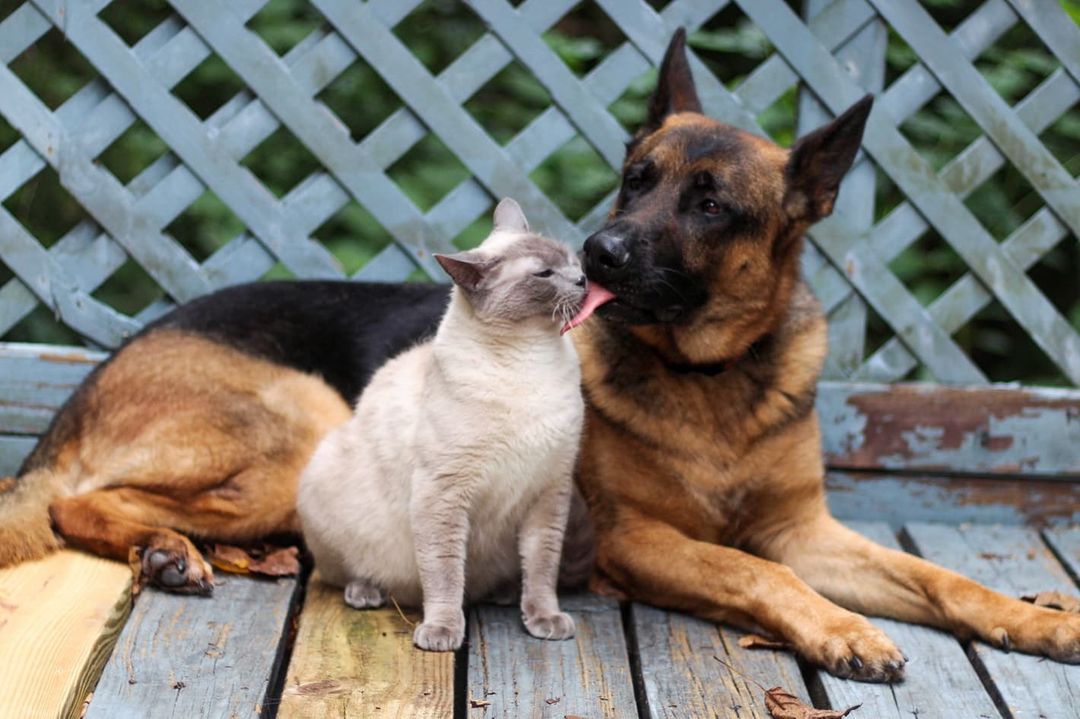 And people thought Kuzy wouldn't be able to be cat friendly.